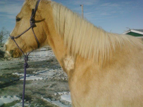 Testimonial - Deb Guenther via Fiske's Horse Care Products