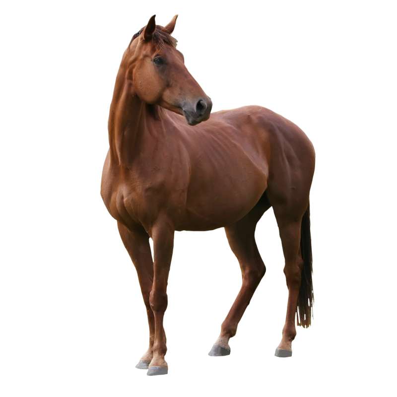 a brown horse