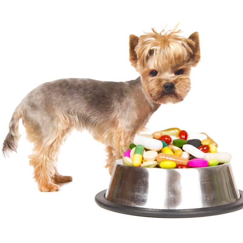 Dog standing Infront of bowl filled with supplements