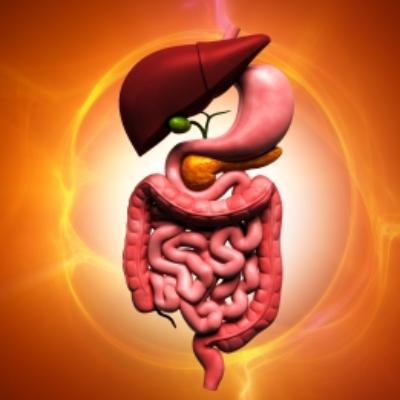 Digestive System